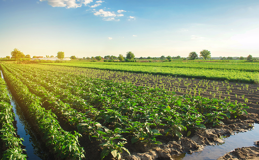 Sustainable use of palm-derived ingredients