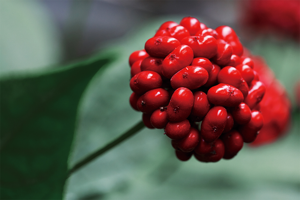 Technology Standardizing Ginseng Berry Ginsenoside