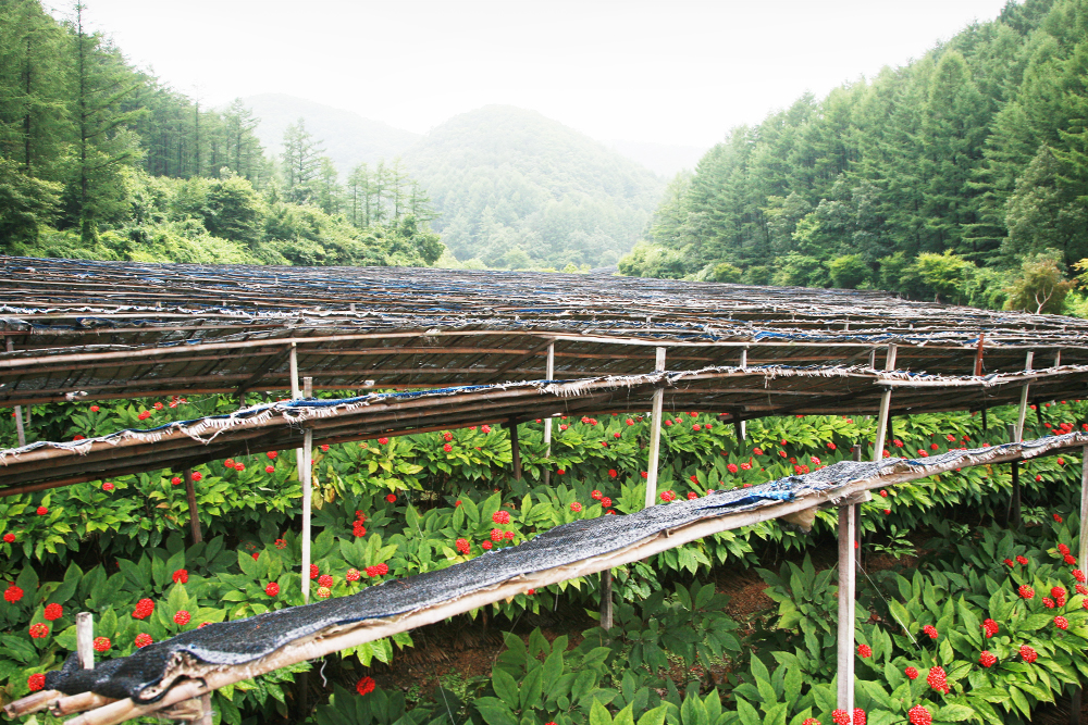 Technology Standardizing Ginseng Berry Ginsenoside