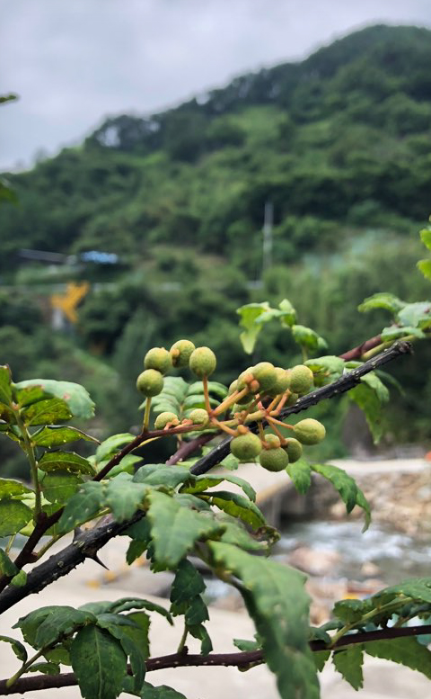 We Make the Scent of Korean Native Plants